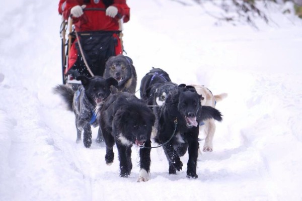 14犬ぞりツアー 北海道アドベンチャーツアーズ オレブログ