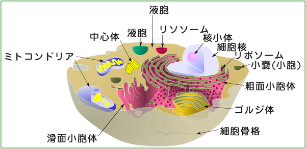 東方 幻想郷って細胞みたいだってさっき生物学関係の本読んでて思った 2ch東方スレ観測所