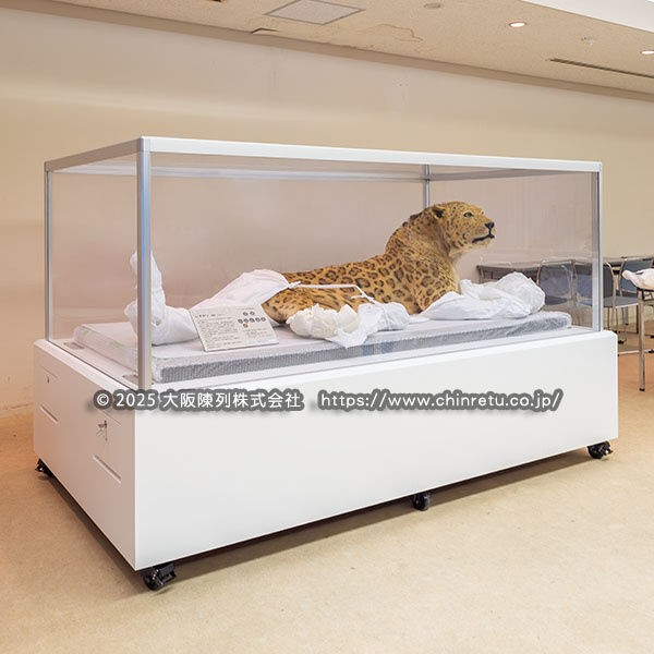 レオポンの剥製展示用／大型剥製ケースの製作販売実例 】 : ショー