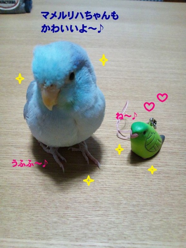 かわいいインコガチャ コロことり