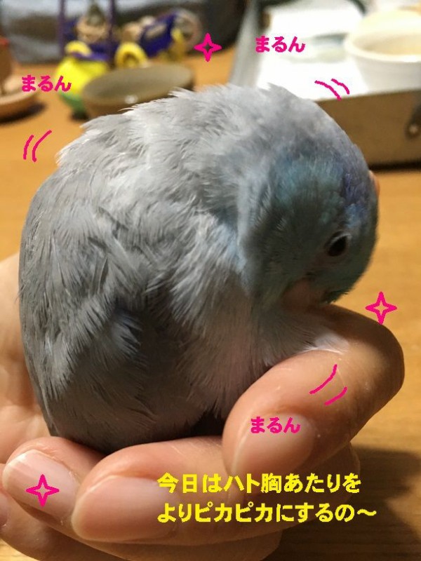 ほおずり コロことり