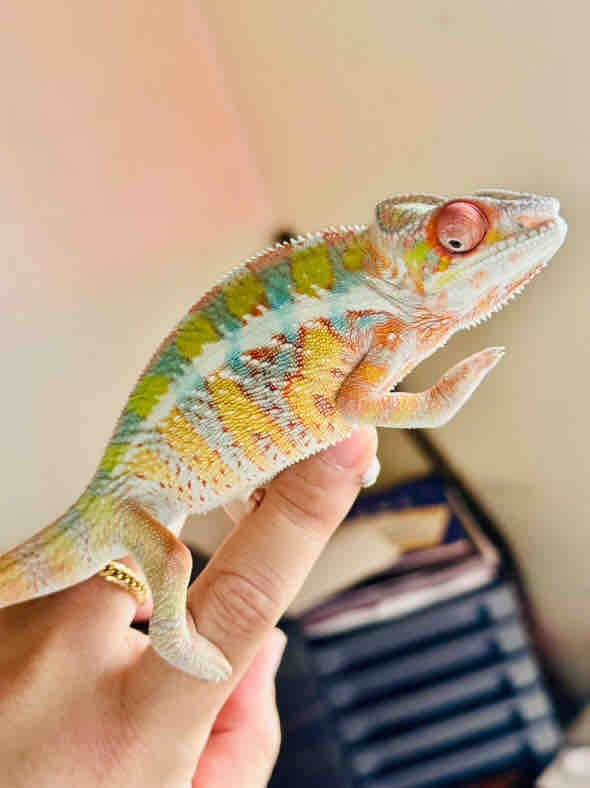 世界のパンサーカメレオンセレクティブブリーダーが厳選して販売する