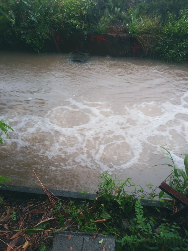 大雨 特別栽培米 ハーブ ミント 調理用トマト ハーブ米 香りのあぜ道 北海道米 おこめ ごはん おにぎり 農家直売 台風シーズン 北海道 大雨 ハーブが守る 北海道 米農家三代目のあぜみち通信