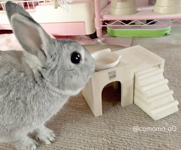 スプレーとカクカクのないオスうさぎ うさぎの こもも となかまたち