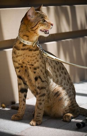 画像 新品種の猫 アシェラ 趣味と実益を追求する 情報ブログ ｆｕｚ