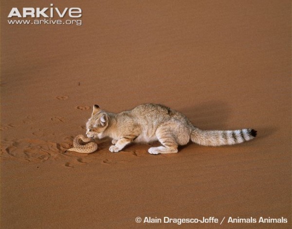 通称砂猫 と呼ばれる猫が可愛すぎワロタ これで砂漠でヘビ狩って食うらしい World Of Zoo