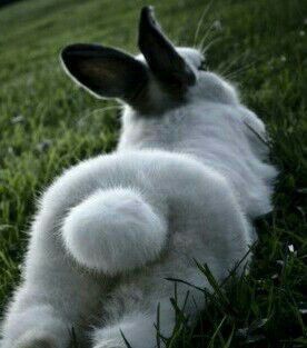 もふもふしてる可愛い動物を見て和むトーク World Of Zoo