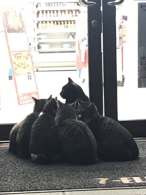 コンビニの前にたむろする猫が可愛すぎると話題に World Of Zoo
