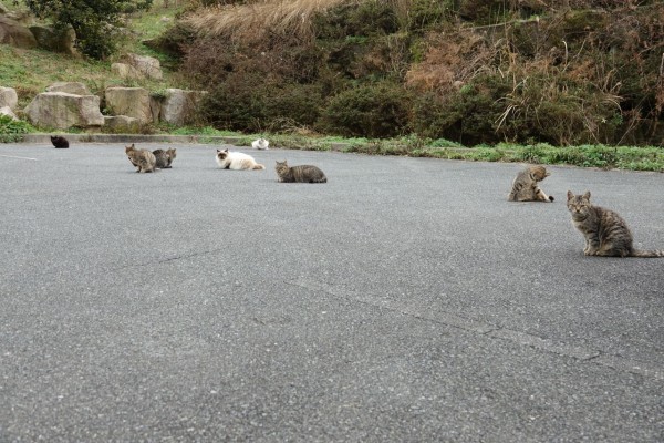 野良ネッコ 寒いンゴ World Of Zoo