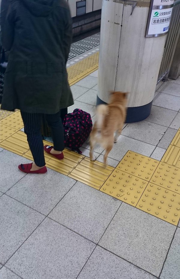 ガードレールが犬に見えたらおしまい World Of Zoo