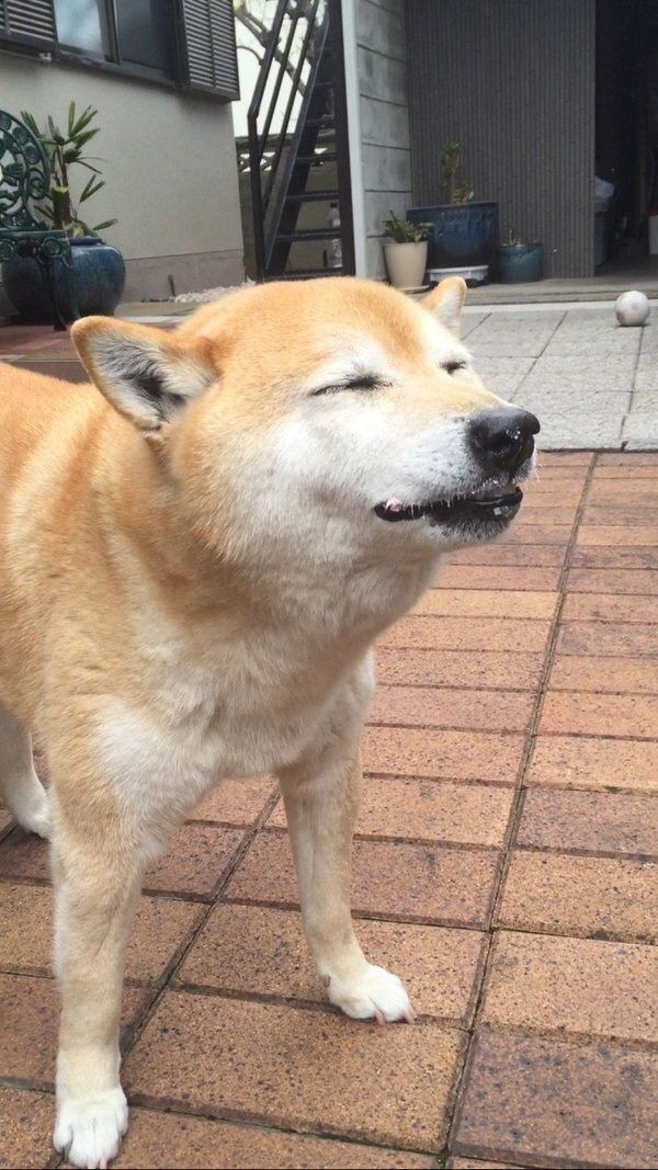 ガイジ犬博士のワイがガイジ犬の歴史について発表する World Of Zoo