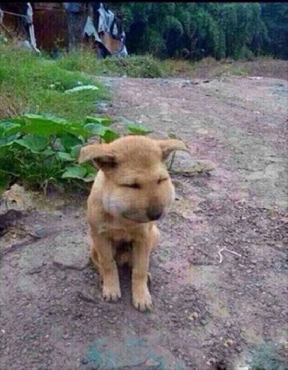 ワイのイッヌをガイジ扱いしたやつ出てこいやクソが World Of Zoo