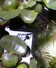 サカマキ大発生 フレンチの気分で