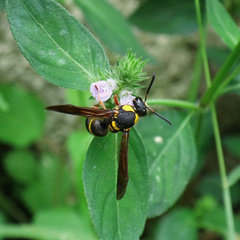 オオフタオビドロバチ と ヒメアトスカシバ く ちゃんの自然観察記