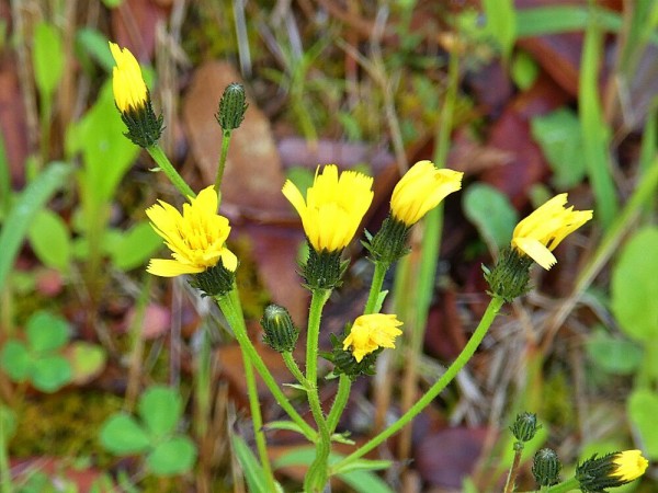 道端の草花4 く ちゃんの自然観察記