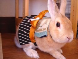 新しいハーネスが加わりました その３ うさぎカフェのブログ うさぎさん同伴okなカフェ編