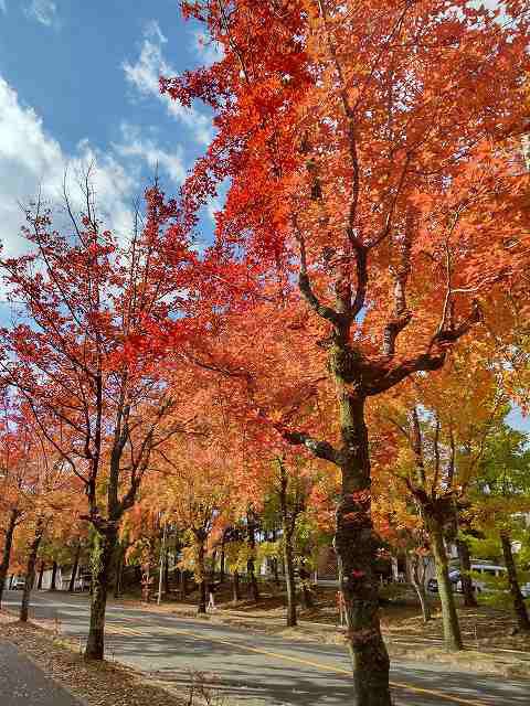 秋真っ盛り、美しい紅葉と秋のブローチ : ちゅちゅたんの楽しい毎日