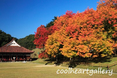 岡山県瀬戸内市の虫明湾と朝日、備前市の閑谷学校の紅葉、兵庫県養父市の天滝の紅葉 11月6日分。 : 風景写真家・西川貴之の気まぐれブログ