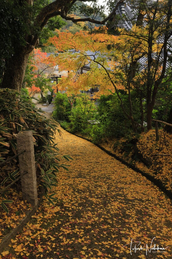 紅葉☆ 京都府木津川市の海住山寺の紅葉 11月27日分3-1。 : 風景写真家