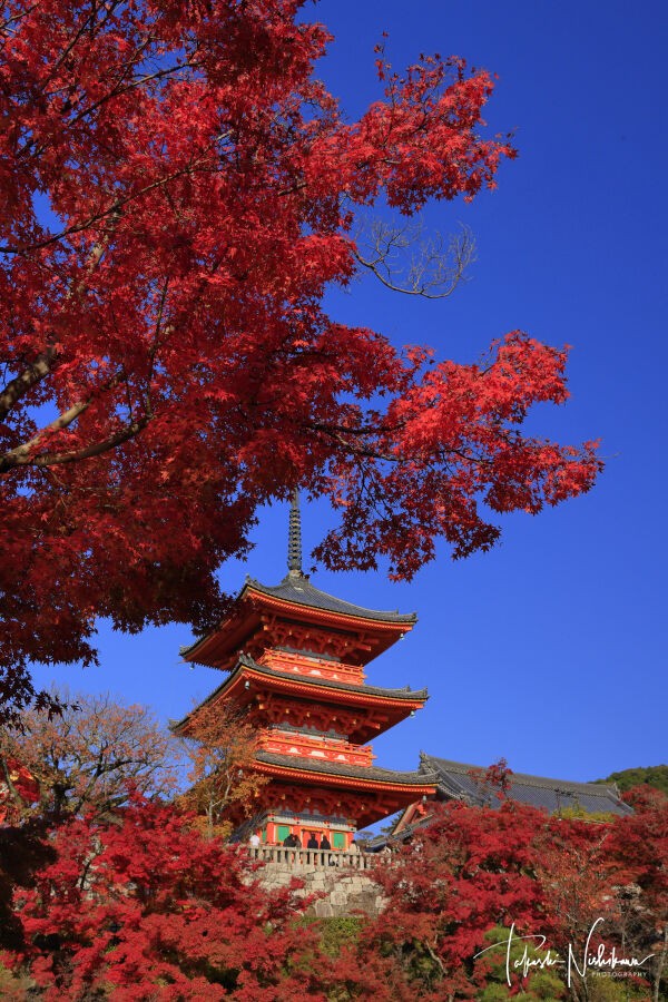 京都府京都市の清水寺の紅葉 12月2日分5-4。 : 風景写真家・西川