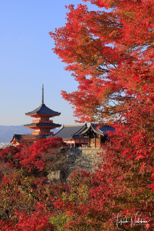 【高価値】 京都府京都市の清水寺の紅葉 12月2日分5-4。 : 風景写真家・西川 絵画