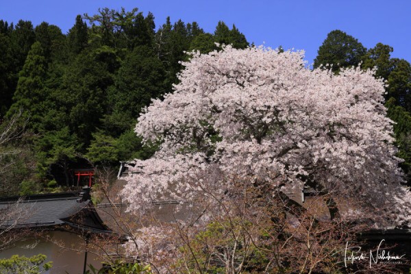 和歌山県高野町の高野山の桜 4月21日分。 : 風景写真家・西川貴之の