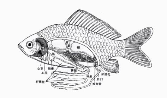 イギリス反応 内臓が透けて見える透明な金魚 海外反応 クールジャパン