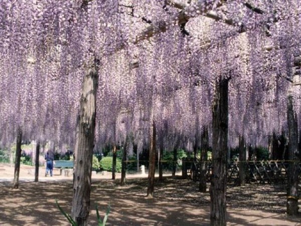 藤の花によせて : 季節を感じる日本の習わし