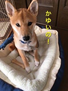 コロ助のアレルギーと軟便の原因探し 柴犬コロ助のほがらか生活