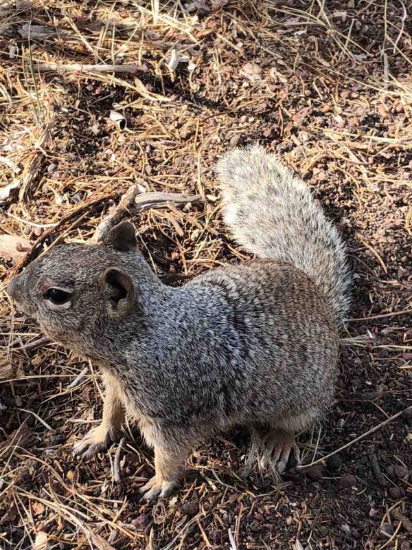 グランドキャニオン エル トバ 動物 ラスベガス コスモのブログ