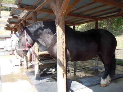 黒王号 のように強くなって欲しい コスモ山再生