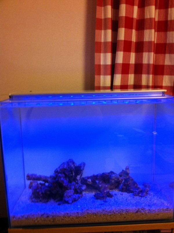 立ち上げてみた 犬と金魚と海水魚