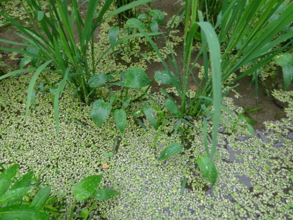 田んぼの中の水草 有機無農薬栽培茶 国友農園