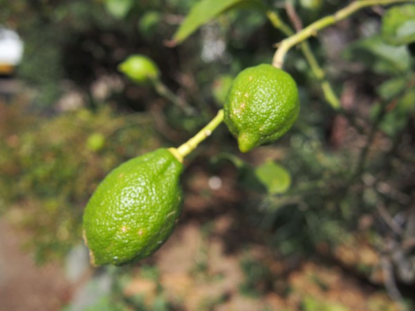 レモンの季節です Green Table
