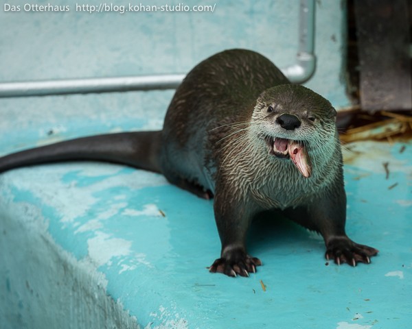 高品質！ カナダカワウソの毛皮（大）1点もの（※登録票は不要） 釧路