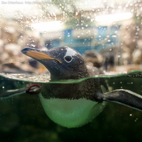 おもいで博覧会・マリンピア松島水族館 : Das Otterhaus 【カワウソ舎