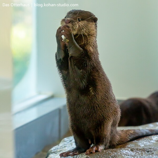 HANA BIYORIカワウソ・その1 : Das Otterhaus 【カワウソ舎】