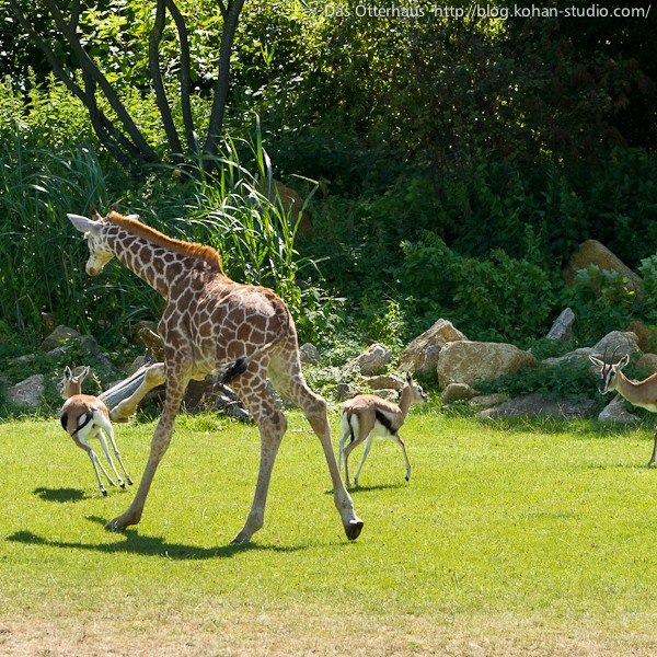 ロスチャイルドキリン・ライプツィヒ動物園 : Das Otterhaus