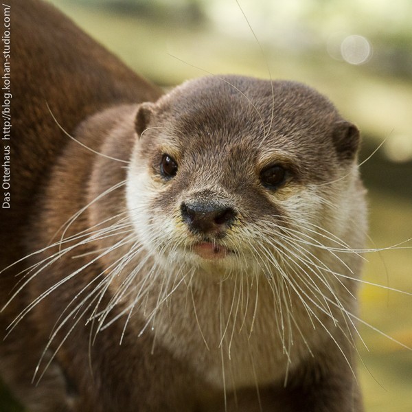 コツメカワウソ いきもの目線】コツメカワウソ（360Lives ／small clawed otter