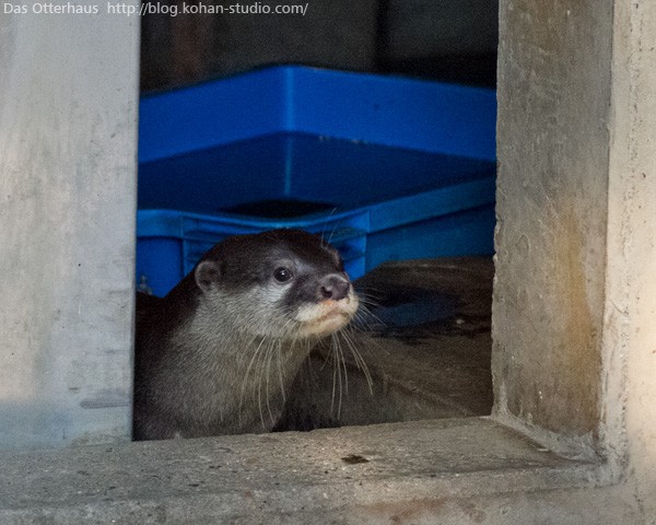 市川カワウソ・育児中 5 : Das Otterhaus 【カワウソ舎】旧サイト