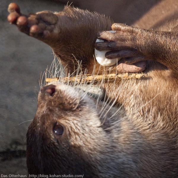 ニジマス・カワウソ : Das Otterhaus 【カワウソ舎】旧サイト ニジマス・カワウソ : Das Otterhaus 【カワウソ舎】旧サイト
