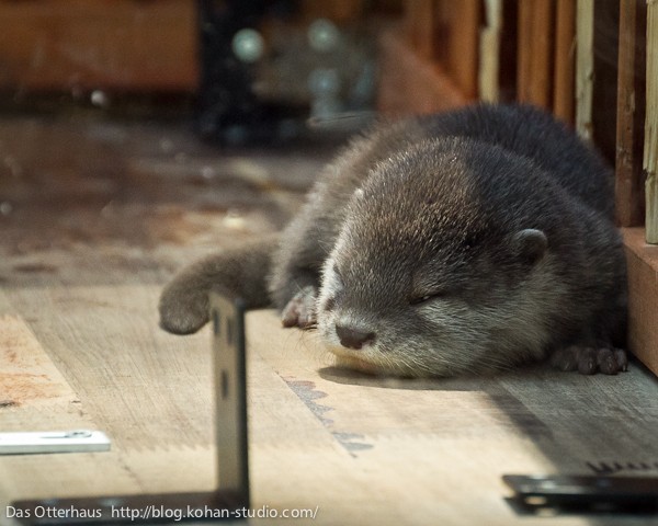 ひらパーカワウソ・ちびうそとアジの頭 : Das Otterhaus