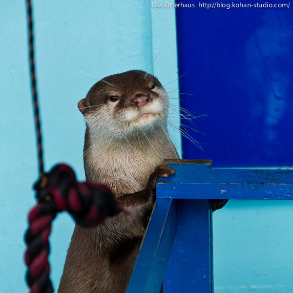 桂浜カワウソ・コウメコウメコウメ！ : Das Otterhaus