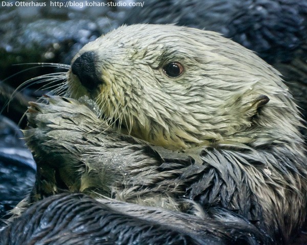 ラッコもカワウソ : Das Otterhaus 【カワウソ舎】旧サイト