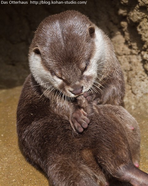 みさきカワウソ・愛の巣ｗ : Das Otterhaus 【カワウソ舎】