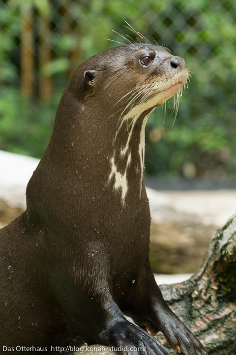世界最大のカワウソ4・ハーゲンベック動物公園その1 : Das