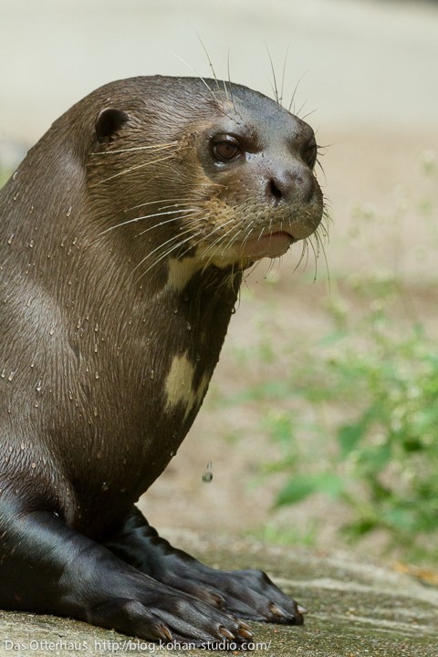 世界最大のカワウソ4・ハーゲンベック動物公園その1 : Das Otterhaus