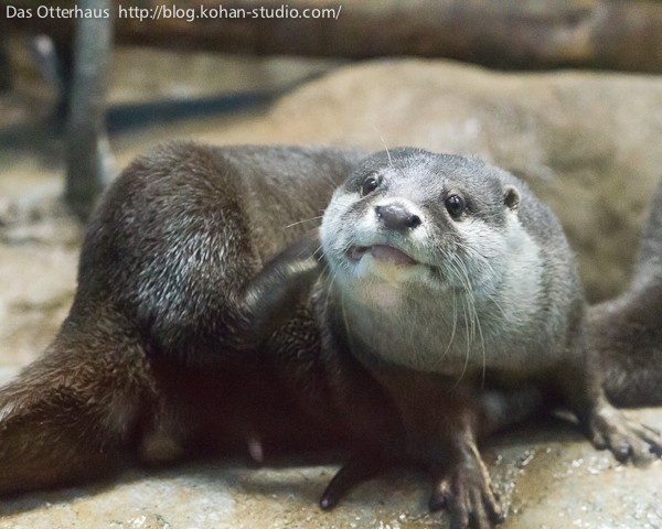 おたるカワウソ・ペンギンも♪ : Das Otterhaus 【カワウソ舎