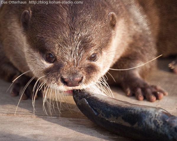 ニジマス・カワウソ : Das Otterhaus 【カワウソ舎】