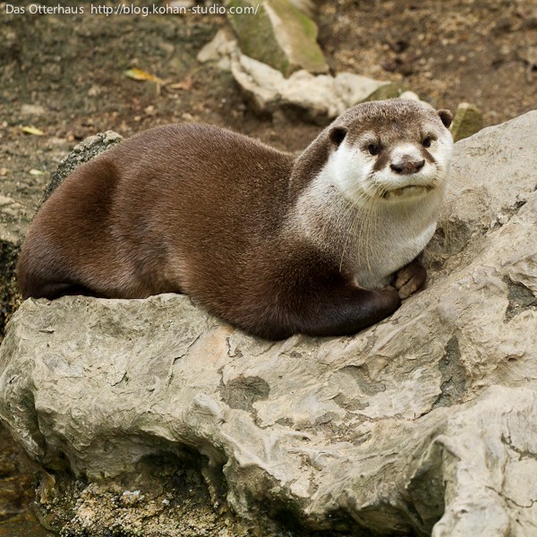 のいちカワウソ・ツメナシ百面相 : Das Otterhaus 【カワウソ舎